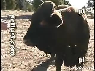 Farmer is playing with his own cow in farm bestiality