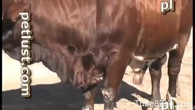 Bull Xxx To Cow - Cow is trying anal sex with a horny as hell cowboy