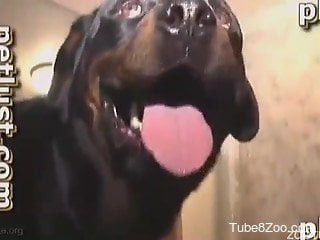 Male zoofil gives a blowjob for an angry black doggy