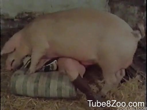 Pig Zoo Sex Porn - Amazing vintage farm bestiality with pigs, dogs and ponies