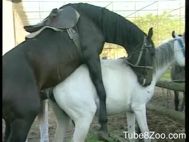 Horse And Grille Sexi Vidio - Ultra hot chicks and big black horse in group farm Zoo XXX