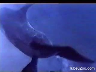 Nice to see how big dolphins have awesome sex in the ocean
