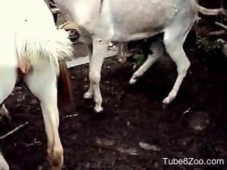 Donkey gets on top of goat and shoves cock inside its vagina