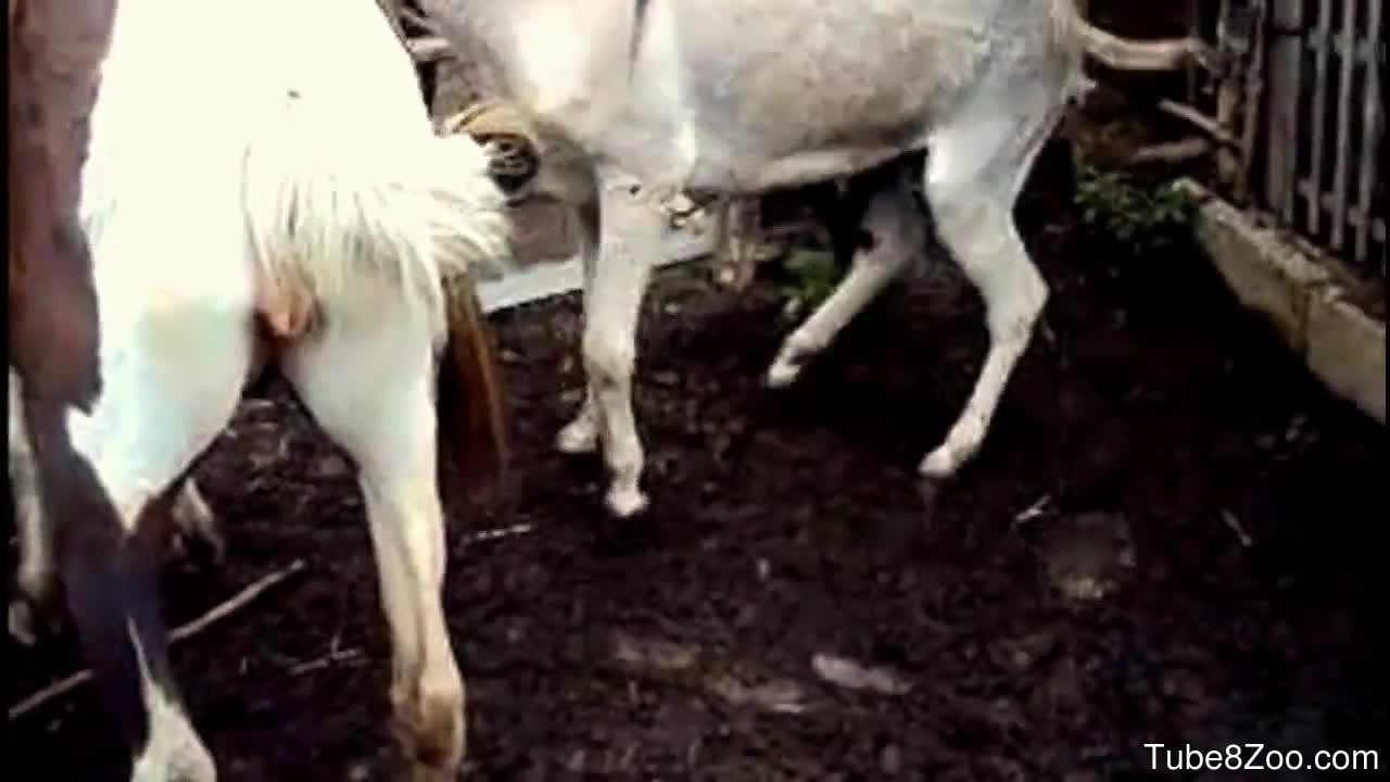 Donkey Animal Fuck With Girls Hd Video - Donkey gets on top of goat and shoves cock inside its vagina