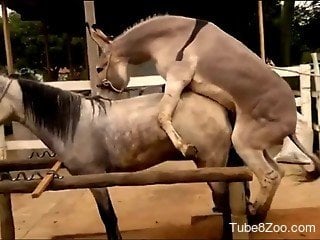 Mares are so beautiful that no stallion or donkey can help fuc...