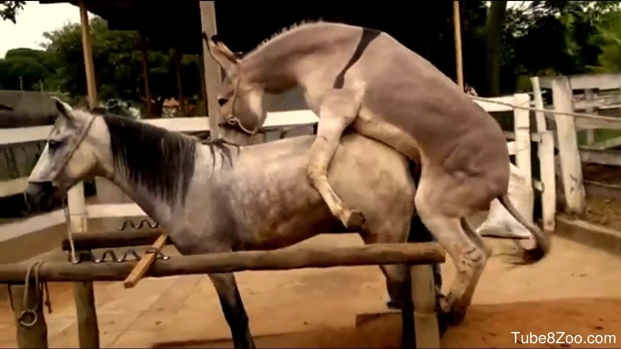Porn Horse Sex Donkey - Mares are so beautiful that no stallion or donkey can help fucking them