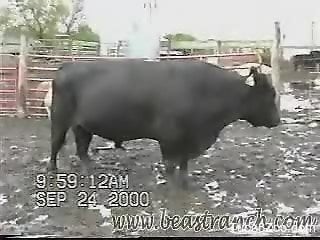 Bull gets filmed when having his huge dick erect