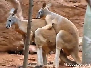 Worth to see how real and wild kangaroos are fucking in doggy ...