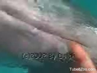 Take a look at how dolphin dick look like in real life