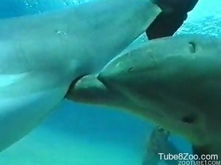 Watch how two sexy dolphins have amazing sex in the ocean