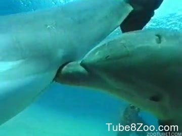 Dolphin Zoo Porn - Watch how two sexy dolphins have amazing sex in the ocean