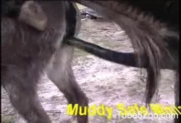 Ginormous donkey cock for a tight animal pussy