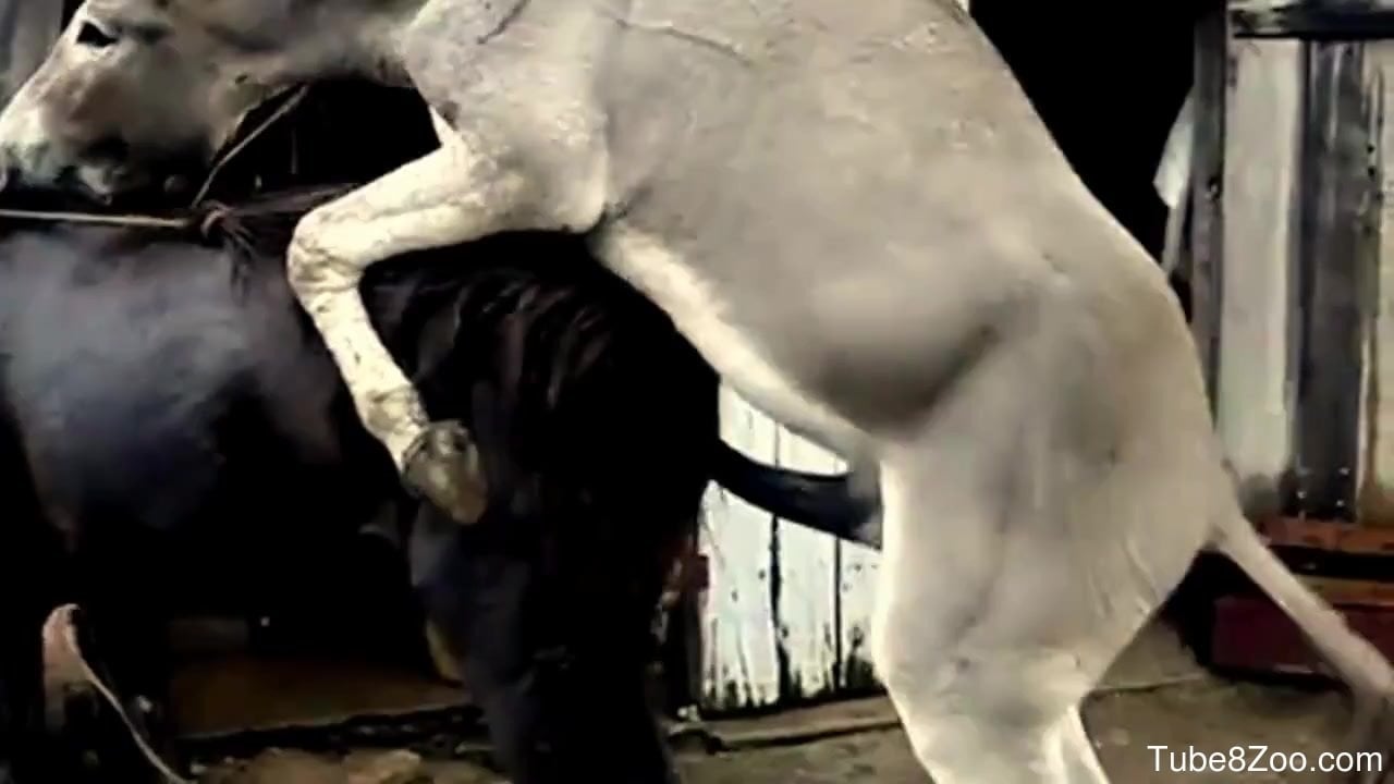 Sexy Video Donky Hors - Donkey with a large cock fucking a black mare