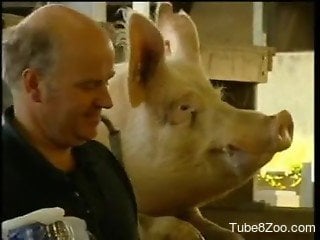 Documentary-style footage focusing on pig dicks