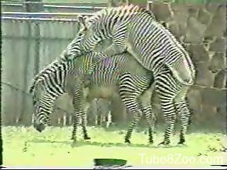 320px x 240px - Horny zebras fucking each other in an outdoor scene