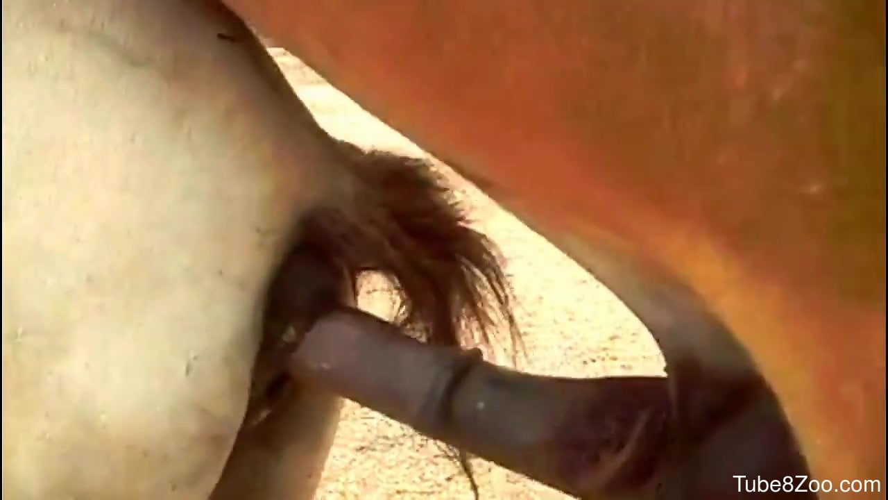 Brown stallion penetrating a white mare's hot pussy