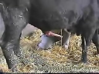 Sexy bull showing off its dick in a voyeur zoo scene