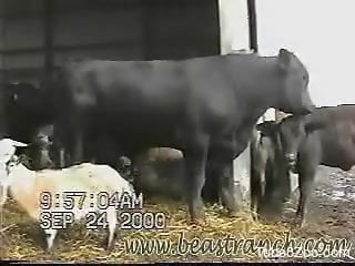 Voyeur bestiality video focusing on a big-dicked bull
