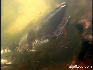 Crocodile hard sex video with amazing close-ups