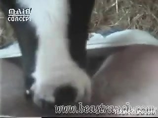 Sexy cow licking this dude's boner on camera