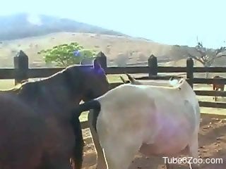 Brown stallion fucking a very sexy white mare