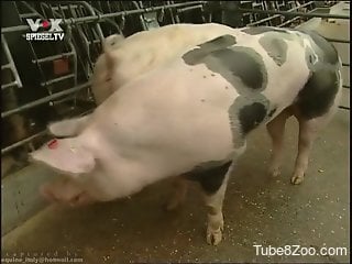 Documentary-style video focusing on pigs and their sex lives
