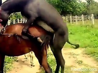 Hot bestiality video focusing on fucking animals