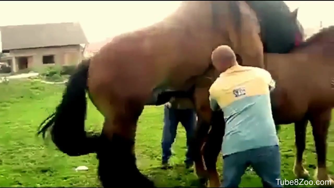 Two horses fucking like crazy in a free porno video