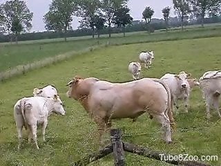 Bull fucking the cow makes this guy to feel aroused