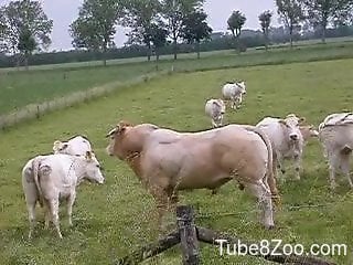 Ox And Cow Xxx Video Com - Bull fucking the cow makes this guy to feel aroused