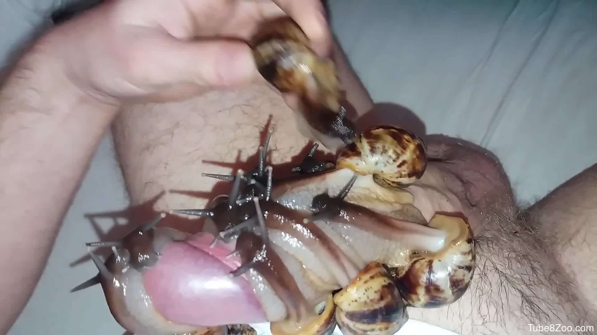 Snail Porn - Snails on man dick