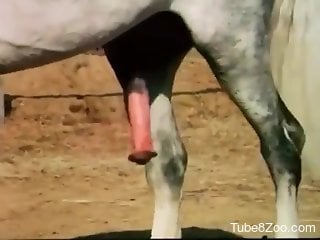 Huge horse dick in woman's wet pussy and ass