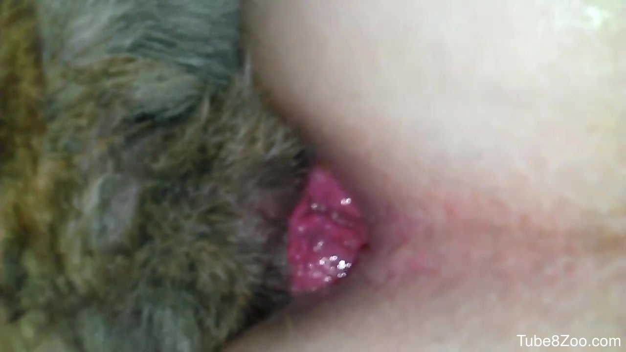 Closeup anal sex with the dog's dick up his ass