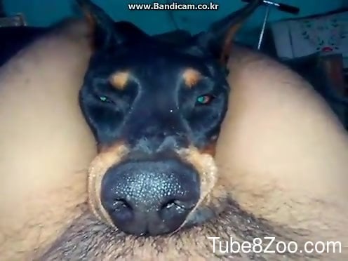 496px x 372px - Sexy dog choking on this dude's dick during a POV BJ