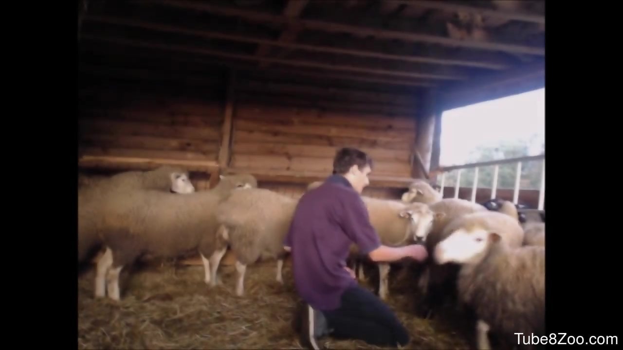 Sheep Porn - Lonesome zoophile plans to fist every sheep here