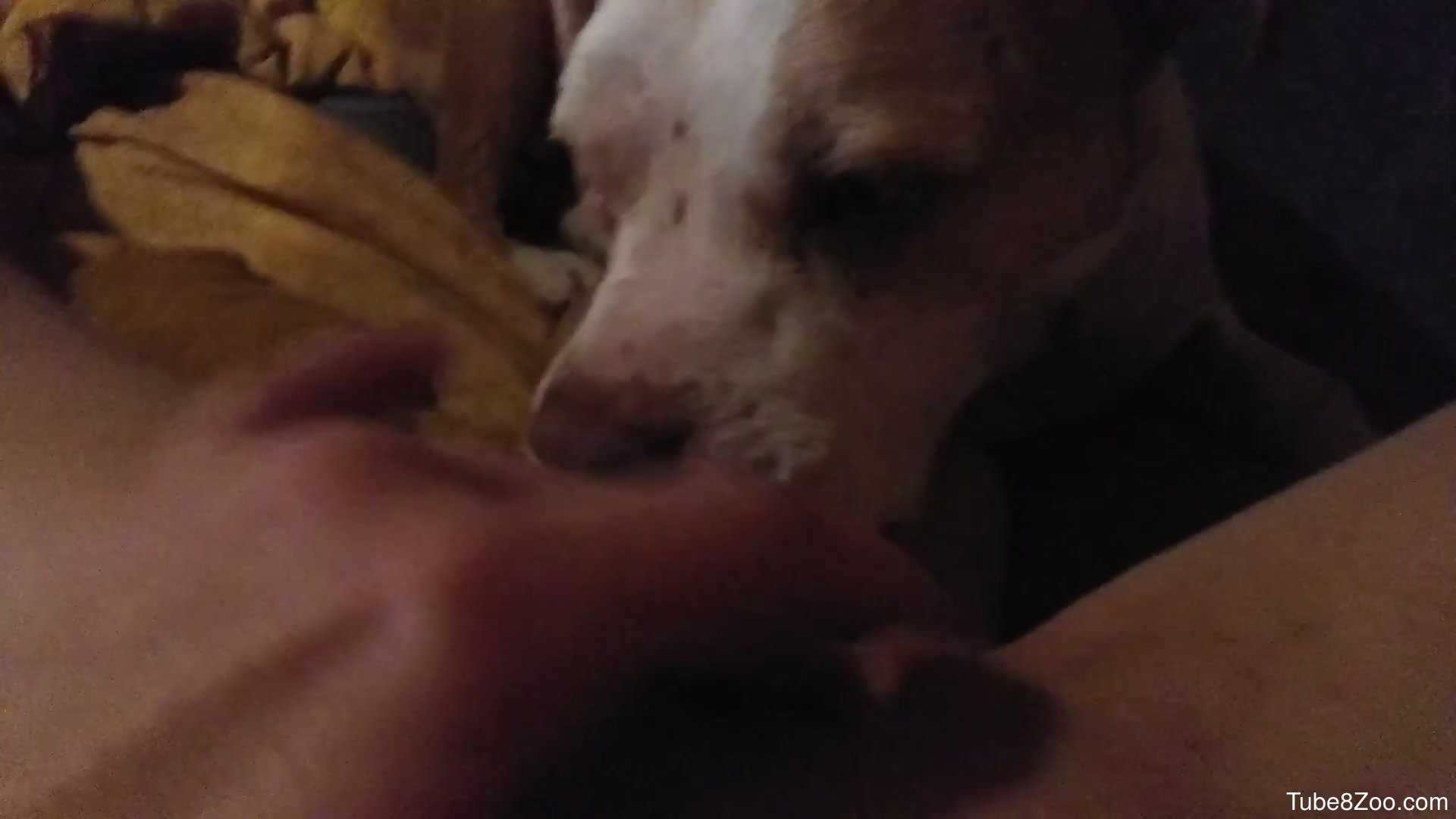 Bald pussy getting licked by a sexy dog in a POV vid