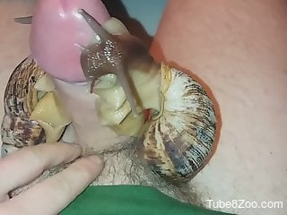 Dude gets his dick pleasured by several sexy snails