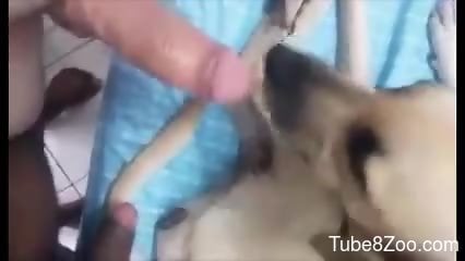 Man Fucks Dog Pussy