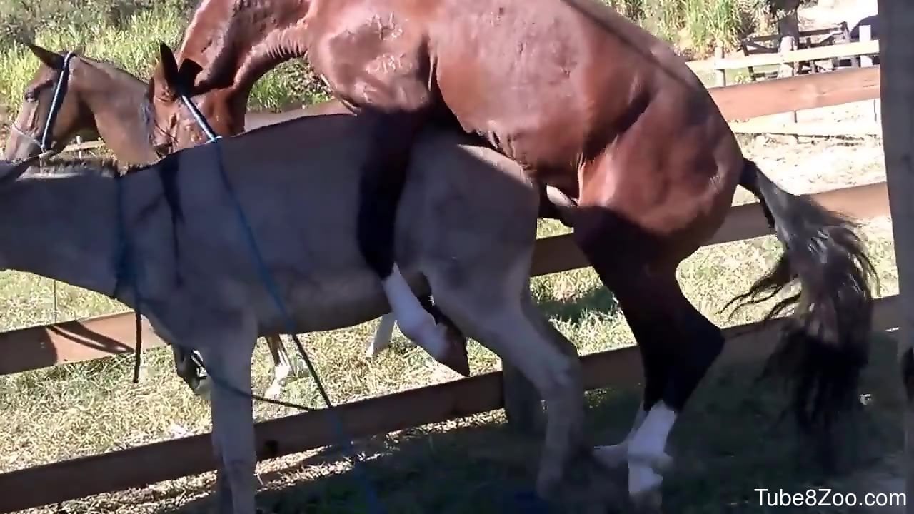 Xx Horse And Dog - Watching the horse fuck makes the horny zoo lover feel aroused