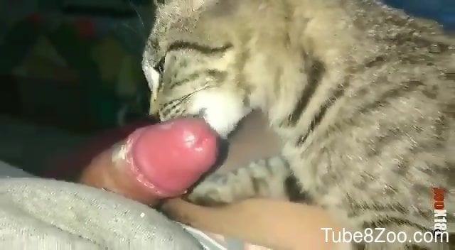 Cat Licks Dick