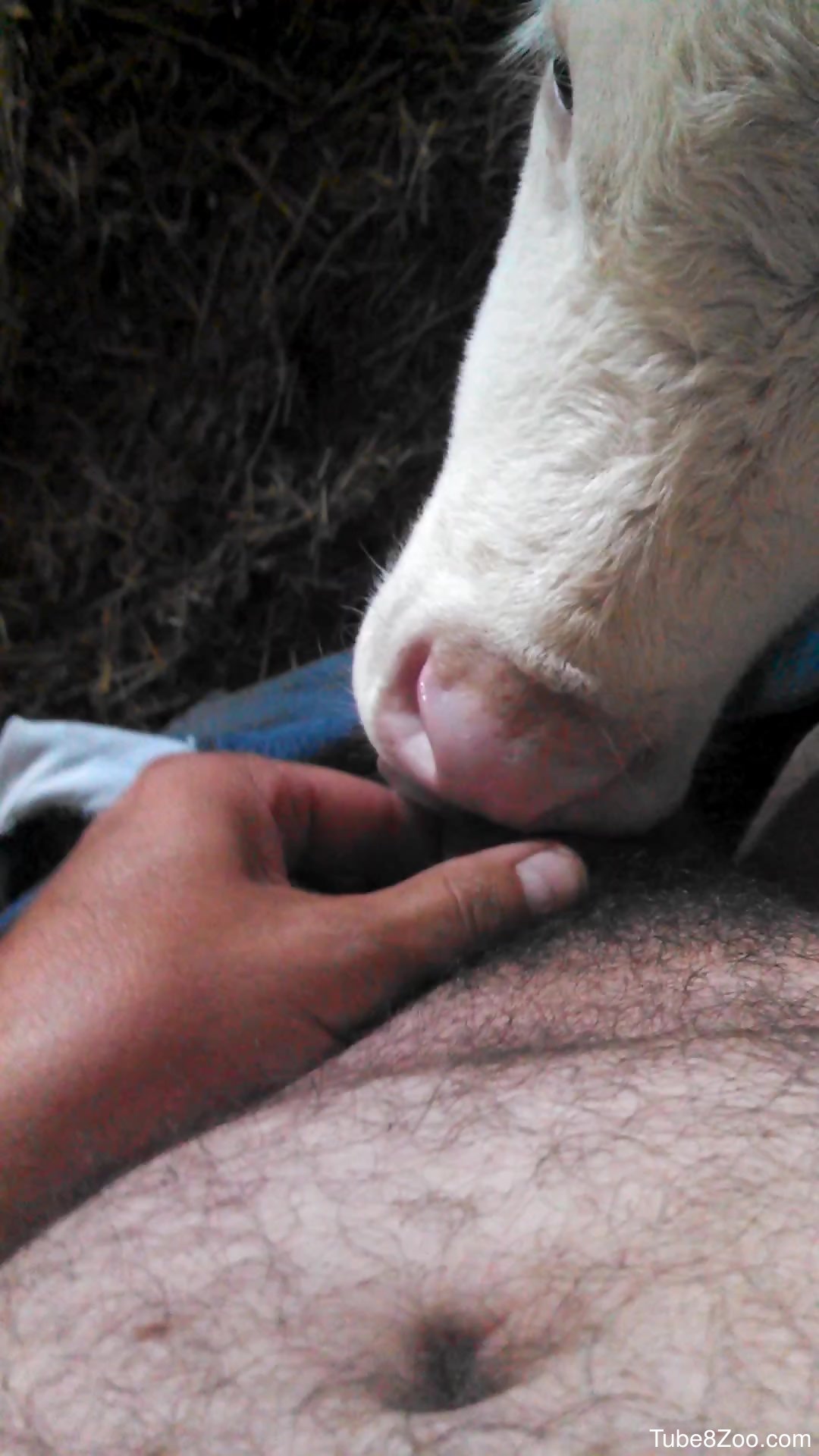 Veal licks man's dick and causes him a huge orgasm