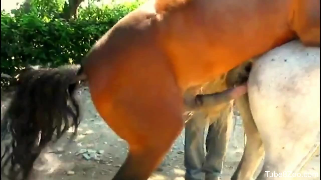 Fukking Of Animals - Two sexy animals fucking each other outdoor