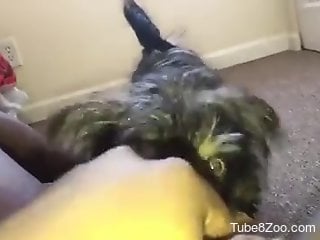 Thick chick getting licked by a sexy doggo i nPOV
