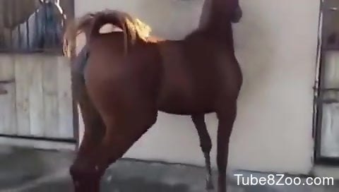 Horse pussy showcased in a voyeur-style porno movie