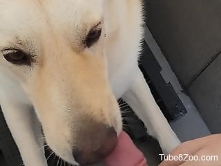 Sexy animal's gets to lick that penis like crazy