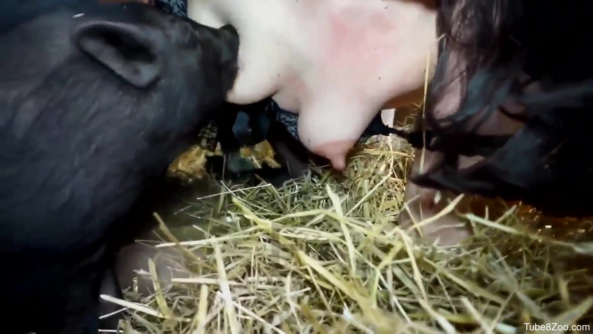 Brunette babe getting fucked by a super-sexy pig