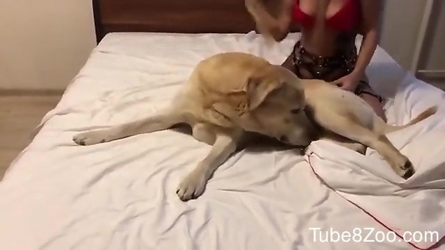 640px x 360px - Thirsty dog rubs its penis against a blonde's pussy