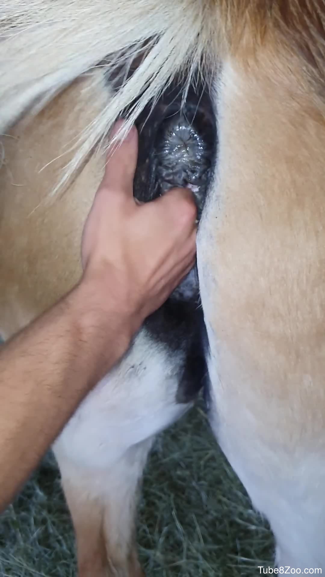 Man finger fucks horse in the ass and records himself