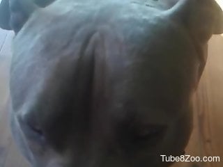 POV oral session with a really horny doggo in HD