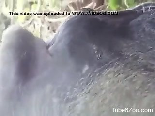 Crusty animal pussy getting fucked by a juicy penis